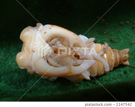 European Miyama pupa European Miyama pupa 2147542