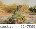 Kea Kea Care Miyama Parrot 2147565