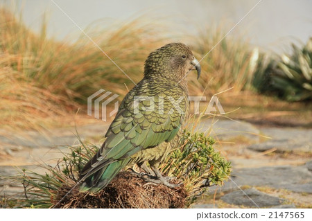 Kea Kea Care Miyama Parrot 2147565