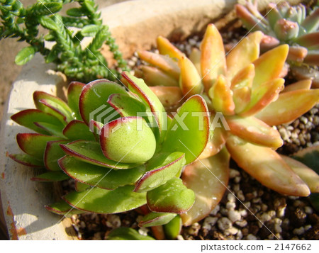 Succulent plants 2147662