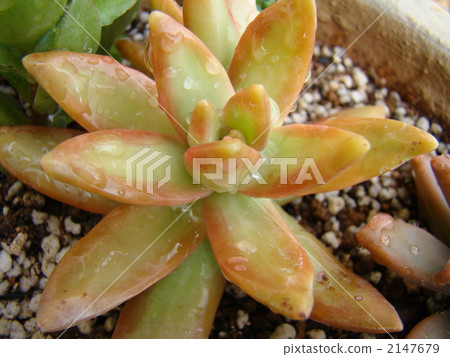 Monthly succulent Monthly succulent 2147679