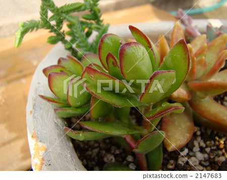 Mai Tengu Mai 2147683