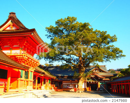 在美國神社的一棵大樹 在美國神社的一棵大樹 2147980
