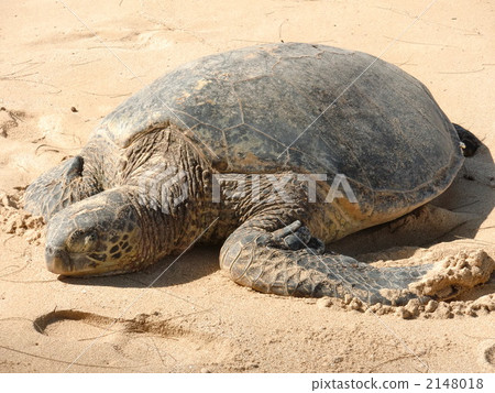 Sea turtle during a nap Sea turtle during a nap 2148018