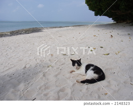 沙灘和貓 沙灘和貓 2148323