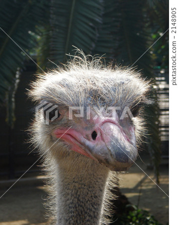 面對鴕鳥 2148905