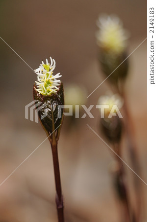 Spring Ephemeral ~ Hitoshizuka ~ 2149183