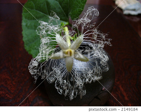 floral arrangement, snake gourd, botanic 2149184