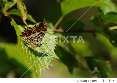 Sakahabuchi choo along a stream 2149186