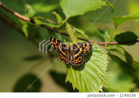 Sakahabuchi choo along a stream Sakahabuchi choo along a stream 2149188