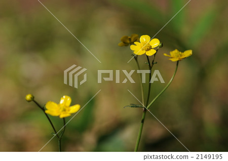 雜項黃色光滑的花~Umanoashigata~ 2149195