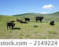 奶牛放牧 2149224