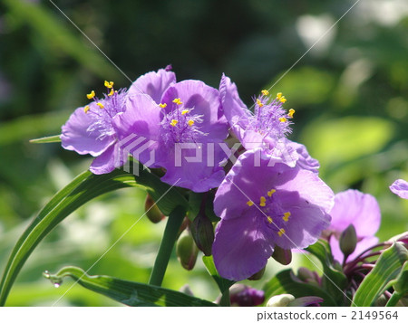 06 Murasakiyukusa · Tsutsukusa family 19 2149564