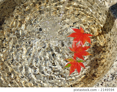 十月Iroha Homi·Aceraceae的葉子 2149594