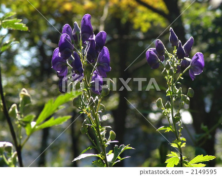 十月Trikabut / Buttercup家庭05 2149595