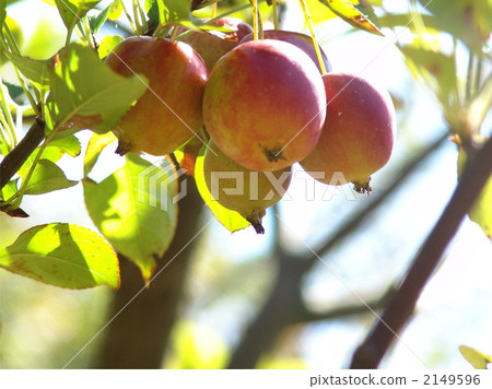 10月Himerolingo / Rose家族06 2149596