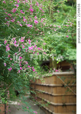 Bush clover Bush clover 2149656