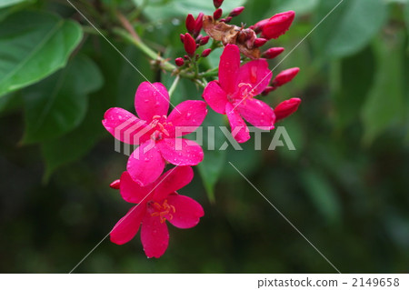 Takin 'Zakura 2149658