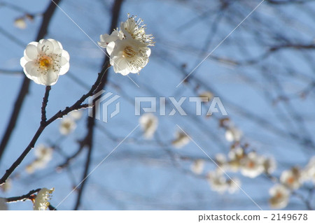 January Hakubai / Rosaceae 111 January Hakubai / Rosaceae 111 2149678