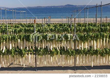 白蘿蔔幹 蘿蔔 作物 2150033