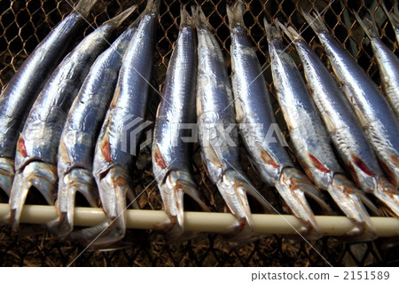 沙丁魚的沙丁魚 2151589