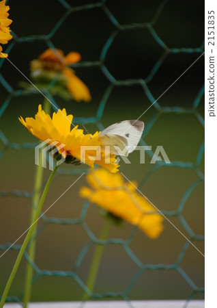 Golden chicken chicks 2151835