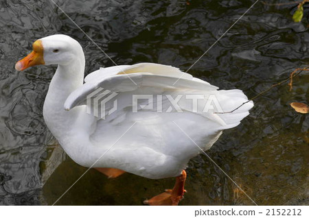 goose, geese, avian 2152212