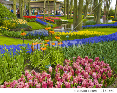 鬱金香庫肯霍夫荷蘭園藝 鬱金香庫肯霍夫荷蘭園藝 2152360