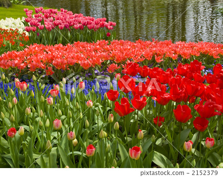 Tulip Keukenhof Netherlands Gardening 2152379