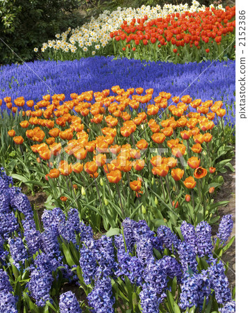 Tulip Keukenhof hyacinth gardening 2152386