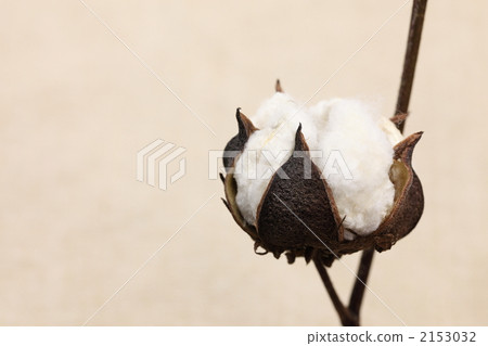 Cotton tree 2153032