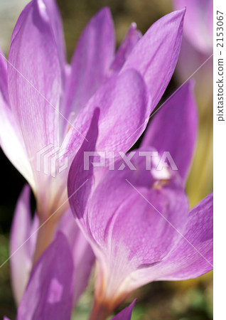 Corticam Corticam 2153067