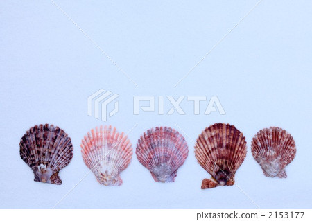 貝類 貝類 2153177