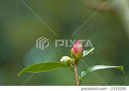 茶花 茶花 2153289
