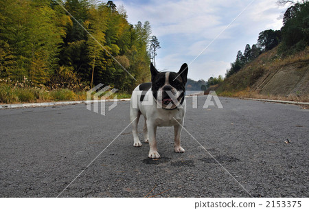 狗·法國鬥牛犬 2153375