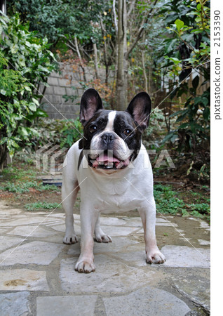 狗·法國鬥牛犬 2153390