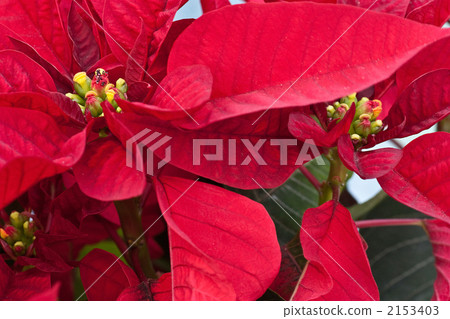Poinsettia 2153403