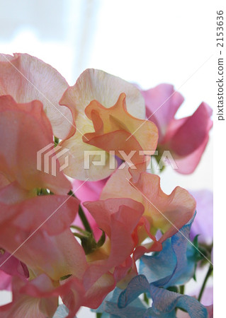 sweet pea, lathyrus, floral arrangement 2153636