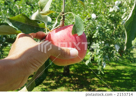 蘋果狩獵 2153714