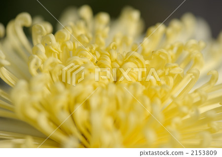 黃色的菊花 2153809
