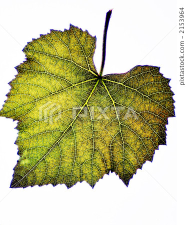 藤葉葡萄 2153964