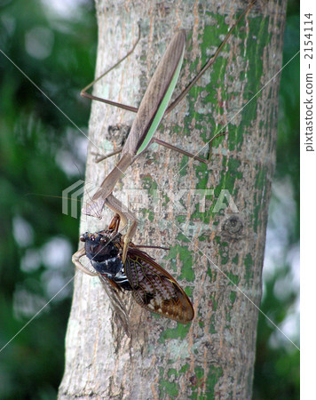 Mantis and semi 2154114
