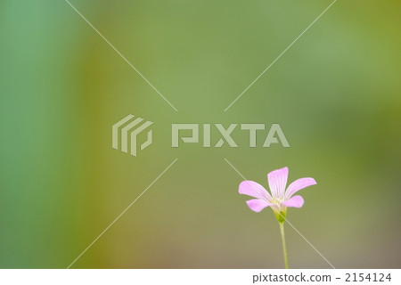 oxalis, bloom, blossom 2154124