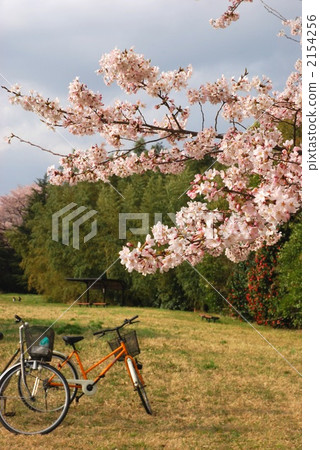 cherry blossom, cherry tree, bicycle 2154256