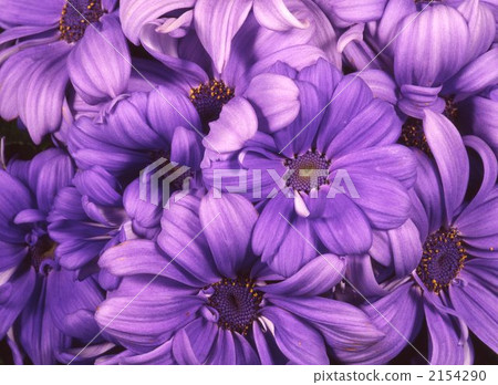 瓜葉菊花 瓜葉菊花 2154290