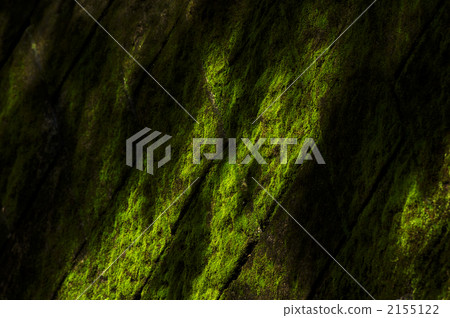 苔蘚 植物 植物學 2155122