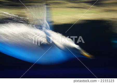 生物 活的東西 企鵝 2155123