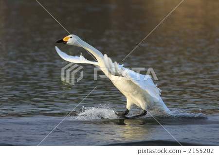 swan, swans, avian 2155202