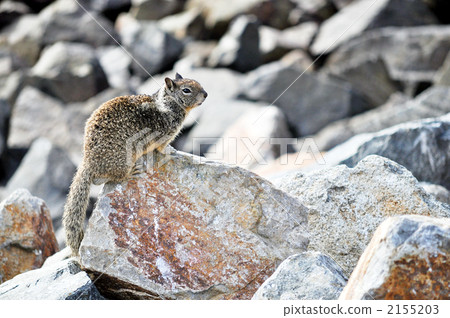 Squirrel on the stone Squirrel on the stone 2155203