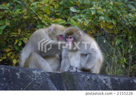 Removing fleas 2155226